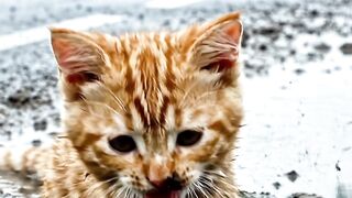 Heartwarming Cat Rescue 🐾 Man Saves a Muddy Stray Cat and Gives It a New Life ❤️