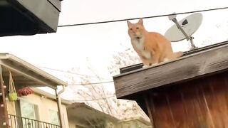 Cat's Epic Roof Jump Fail! 😂 #Shorts