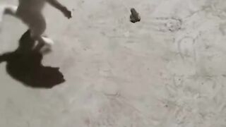 Frog Pranks the Cat! 😹 Funny Animal Moment #Shorts
