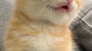 Cutest Kitten Meowing Ever! 🥹💕 #Shorts