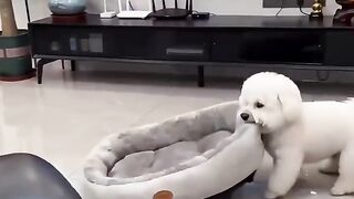 Puppy Copies the Swimmers on TV! 😂📺