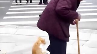 Cat Hilariously Copies an Old Man's Walk! 😂