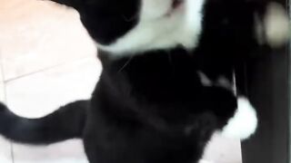 Best reaction cat