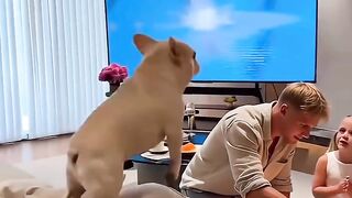 Puppy Copies the TV Dive... and Lands in the Birthday Cake!