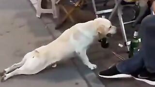 Hungry Dog Ignores Bread but Runs for Meat! 🐶🍖