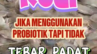 RUGI jika menggunakan probiotik tapi tidak TEBAR PADAT