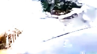 Mother Sea Lion's Greatest Sacrifice