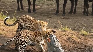 Beautiful Animals of the World | 4K Nature Documentary