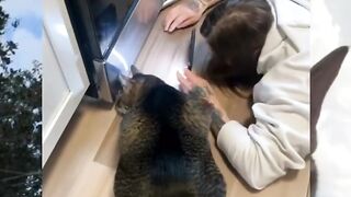 pura pura bantuin biar dikasi whiskas
