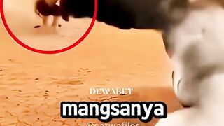 4 Hewan yang Punya Kekuatan Mematikan
