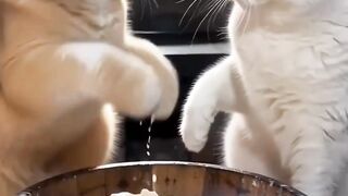 Cats funny 9