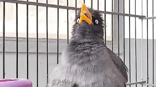Burung yang pintar jalak kebo