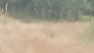 Wild Hare moving away In the Field