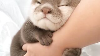 Baby otter cute