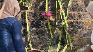 Panen buah segar dengan kualitas terbaik