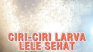 Ciri-ciri larva lele sehat hasil pemijahan yang sempurna