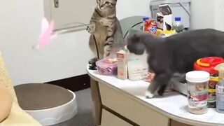 kucing 18