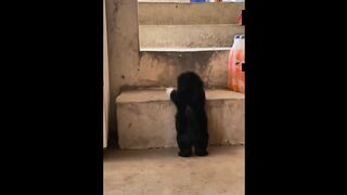 Mission Impossible: Tiny Puppy vs. The Stairs! 🐶😂