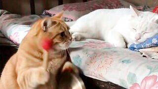 Kittens funny