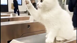 Cute Cat Wants Your Touch… But First, Follow Me! 🐱❤️ #Shorts