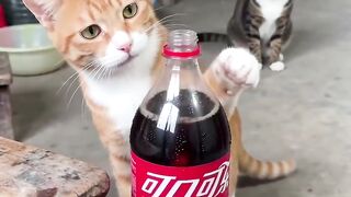Cat Gets a Funny Injection and Starts Acting Crazy! 😂🐱 #Shorts