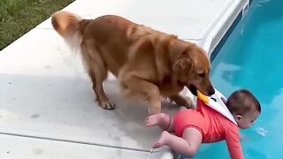 Hero Dog Saves a Child from Falling Into Water! 🐶❤️ #Shorts