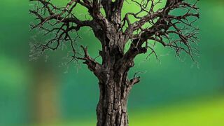 Giant Mango Tree Transformation | Nature Animation