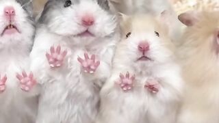 Hamster 10