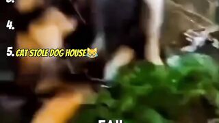 Cat is the boss