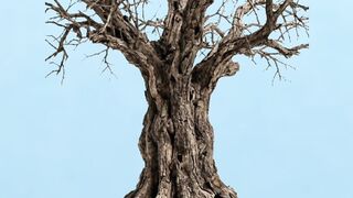 Giant Lemon Tree Transformation | Nature Animation
