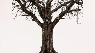 🍎 Giant Apple Tree Transformation | Nature Animation