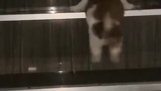 Tiny Puppy vs. The Stairs: Mission Impossible! 🐶😂