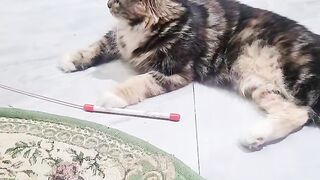 Playing Cat 3