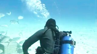 Can We Save The Hammerhead Shark From Extinction?