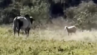 uerza_está_en_la_mente__el_carnero_desafía_al_toro_y_demuestra_que_el_tamaño_no_manda_🐏🔥(720p)