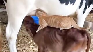 Cat Joins the Calf for Milk!