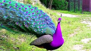 Peacock Spreads Its Beautiful Feathers 🦚✨ | Nature's Amazing Beauty