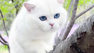 So Many Colorful Cats Together! 😻🌈 | Cute Cat Moments