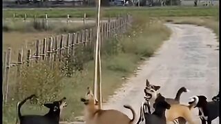 Monkey Stuck Above While Dogs Wait Below! 🐒🐶😲