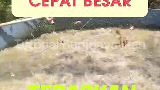 MAU ikan lele cepat besar❗️Terapkan TRIK ini