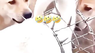 Vầy cho chắc.. chứ đẻ quài tau nuôi tau mệt quá 🤣🤣 #dogs #dog #dogsoftiktok #xuhuongtiktok #haihuoc