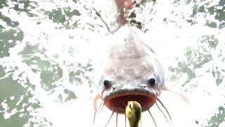 Why Do This Fish Swallow Ducklings In Ponds Whole?