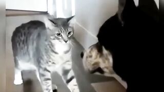 Funny Cats / Funny Cats / Funny Cats / Funny Animals / Funny Cats