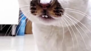 Funny cats cute 2