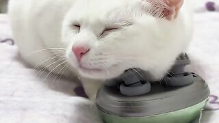 When Your Cat Discovers Ultimate Comfort