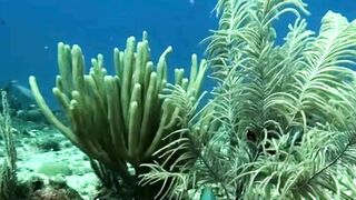 Beautiful nature 334