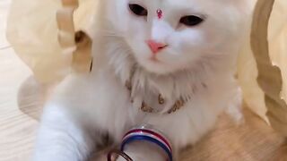 The Most Beautifully Dressed Cat Ever! 😻✨🌸