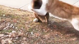 Epic Bird Fight Caught on Camera! 🐦⚡🔥