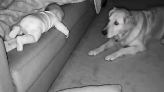 Loyal Dog Protects Sleeping Baby! 🐶❤️👶