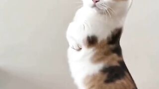Beautiful Cat Dancing Like a Star!